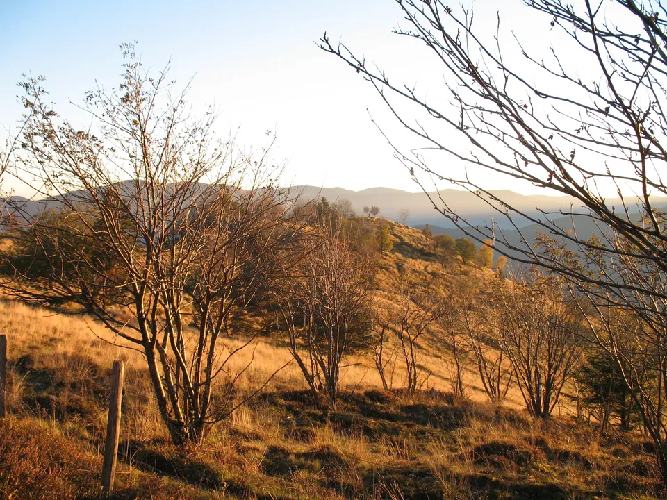 Versant des Vosges près de Soultzeren en automne, entre arbres et chaumes dans la lumière du soir