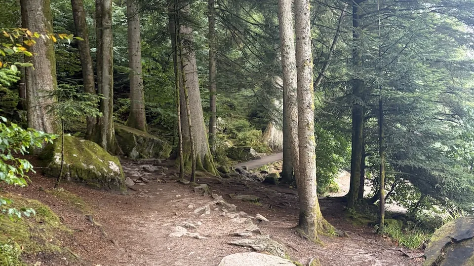 Sentier forestier sous couvert d'arbres au-dessus de Gérardmer, racines et blocs de granit