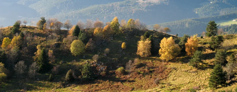 Panorama automnal du massif vosgien côté Soultzeren, avec les feuillus dorés et les reliefs boisés
